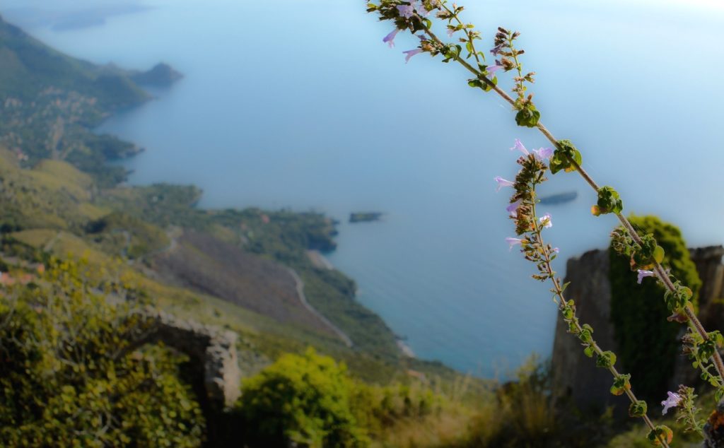 Fiore e Costa di Maratea sullo sfondo